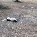 Carcassa di cane ritrovata in agro di Terlizzi