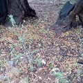 Olive a terra nella zona di Piscina degli Zingari a Terlizzi