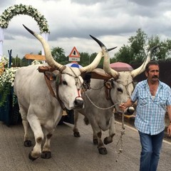 buoi sovereto processione madonna