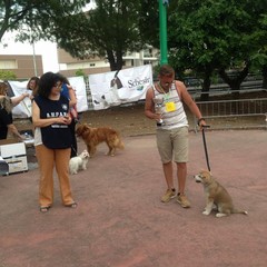 Manifestazione canina