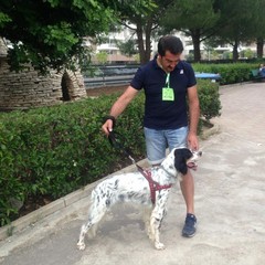 Manifestazione canina