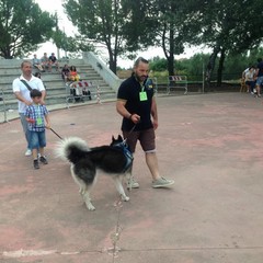 Manifestazione canina