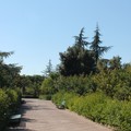 parco comunale 17