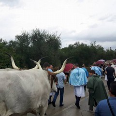 processione madonna sovereto 2016