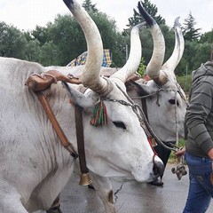 processione madonna sovereto 2016