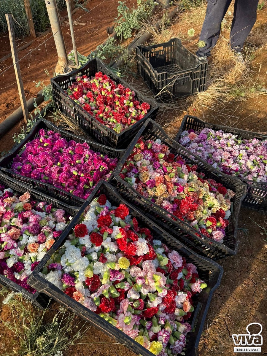 Infiorata Alliste con fiori terlizzesi