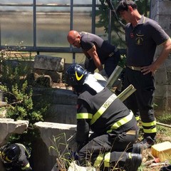 Da ore in un pozzo pieno d'acqua: 8 cuccioli di cane salvati a Terlizzi