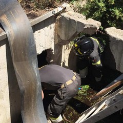 Da ore in un pozzo pieno d'acqua: 8 cuccioli di cane salvati a Terlizzi