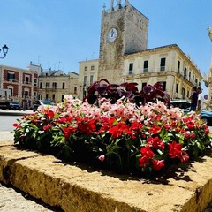 Fiori e Fioroni