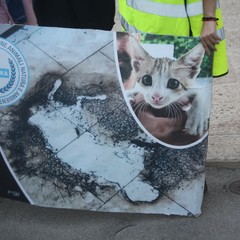 Mai più, manifestazione in memoria dei tre gattini bruciati vivi