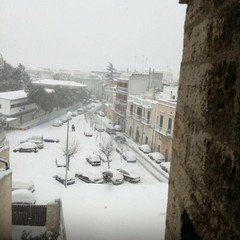 neve terlizzi