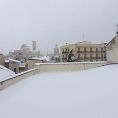 neve terlizzi