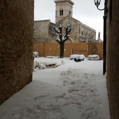 neve terlizzi