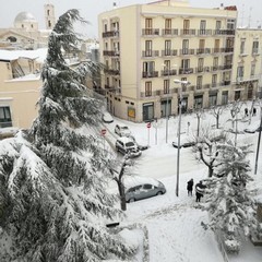 neve terlizzi