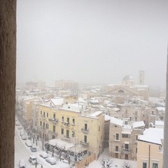 neve terlizzi