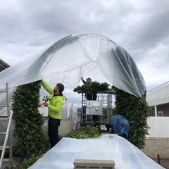 Carro floreale Madonna del Rosario JPG