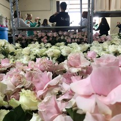 Carro floreale Madonna del Rosario