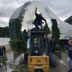 Carro floreale Madonna del Rosario JPG