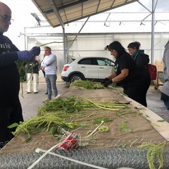 Carro floreale Madonna del Rosario