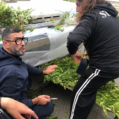 Carro floreale Madonna del Rosario