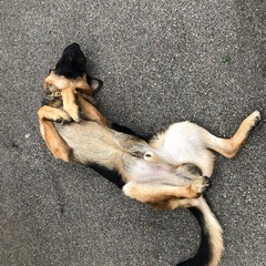 Carro floreale Madonna del Rosario