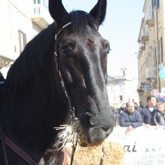 Corsa all'anello 2019