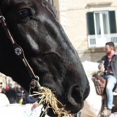 Corsa all'anello 2019