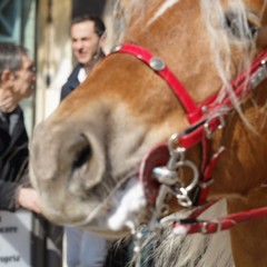 cosa all'anello 2019