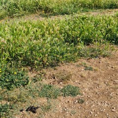 Rifiuti e piante infestanti nelle aree del verde pubblico. Foto dell'UDC Terlizzi