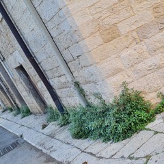 Rifiuti e piante infestanti nelle aree del verde pubblico. Foto dell'UDC Terlizzi