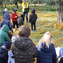 Festa dellalbero nellazienda Colle Optimo f lli Ruggiero JPG