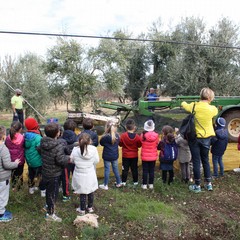 Festa dellalbero nellazienda Colle Optimo f lli Ruggiero JPG