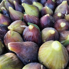 Fioroni