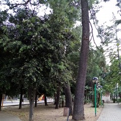 IManutenzione parchi e giardini