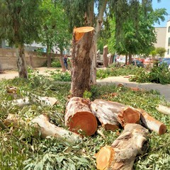 Taglio alberi
