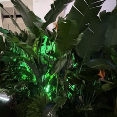 Portoni in Fiore 2025