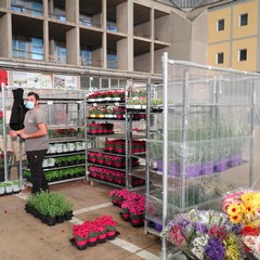 mercato fiori di