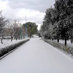 neve