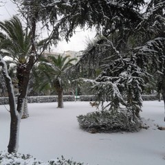 neve