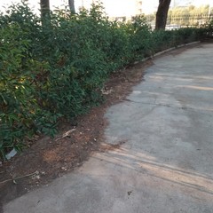 Parco Comunale giugno