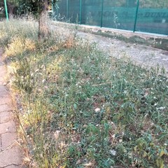 Parco Comunale giugno