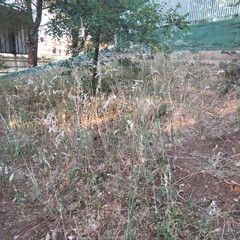 Parco Comunale giugno