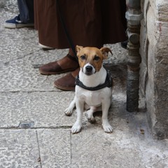 Processione Madonna del Rosario Domenica JPG