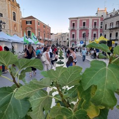 Sagra fiorone Domenico Tauro