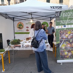 Sagra fiorone Domenico Tauro