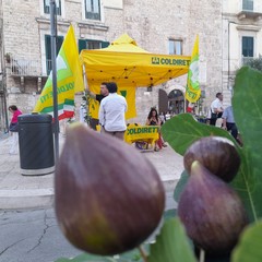 Sagra fiorone Domenico Tauro