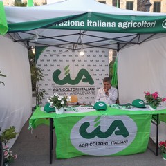 Sagra fiorone Domenico Tauro