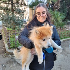 Sant'Antonio Abate, benedizione degli animali all'Immacolata