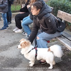 Sant'Antonio Abate, benedizione degli animali all'Immacolata