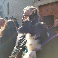 Sant'Antonio Abate, benedizione degli animali all'Immacolata